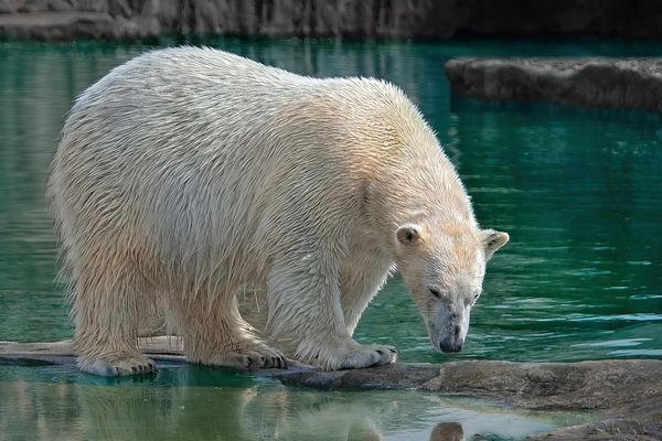 Polar bear