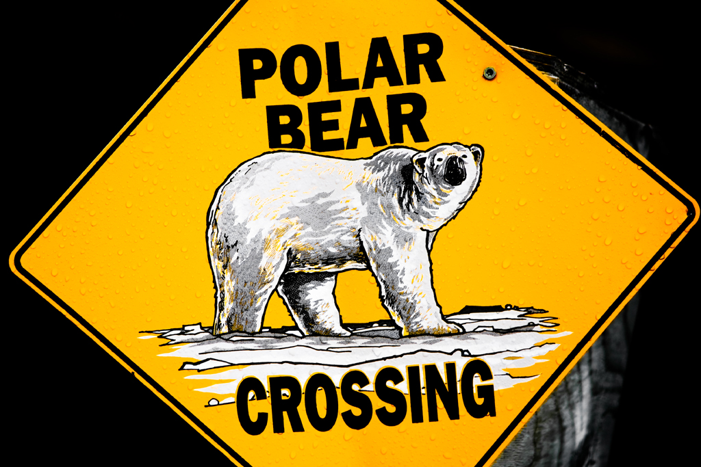 Polar Bear Crossing