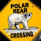 Polar Bear Crossing