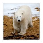 [ Polar Bear Cub ]