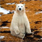 [ Polar Bear Cub ]