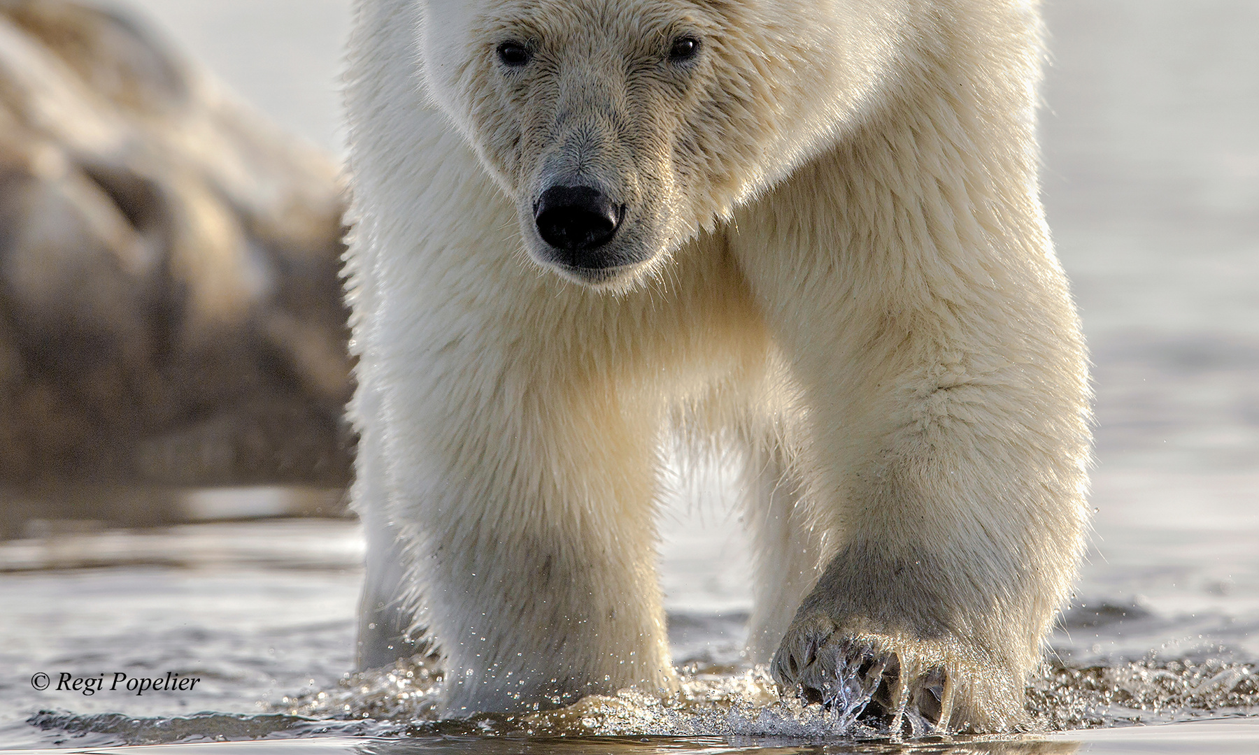 Polar Bear Day