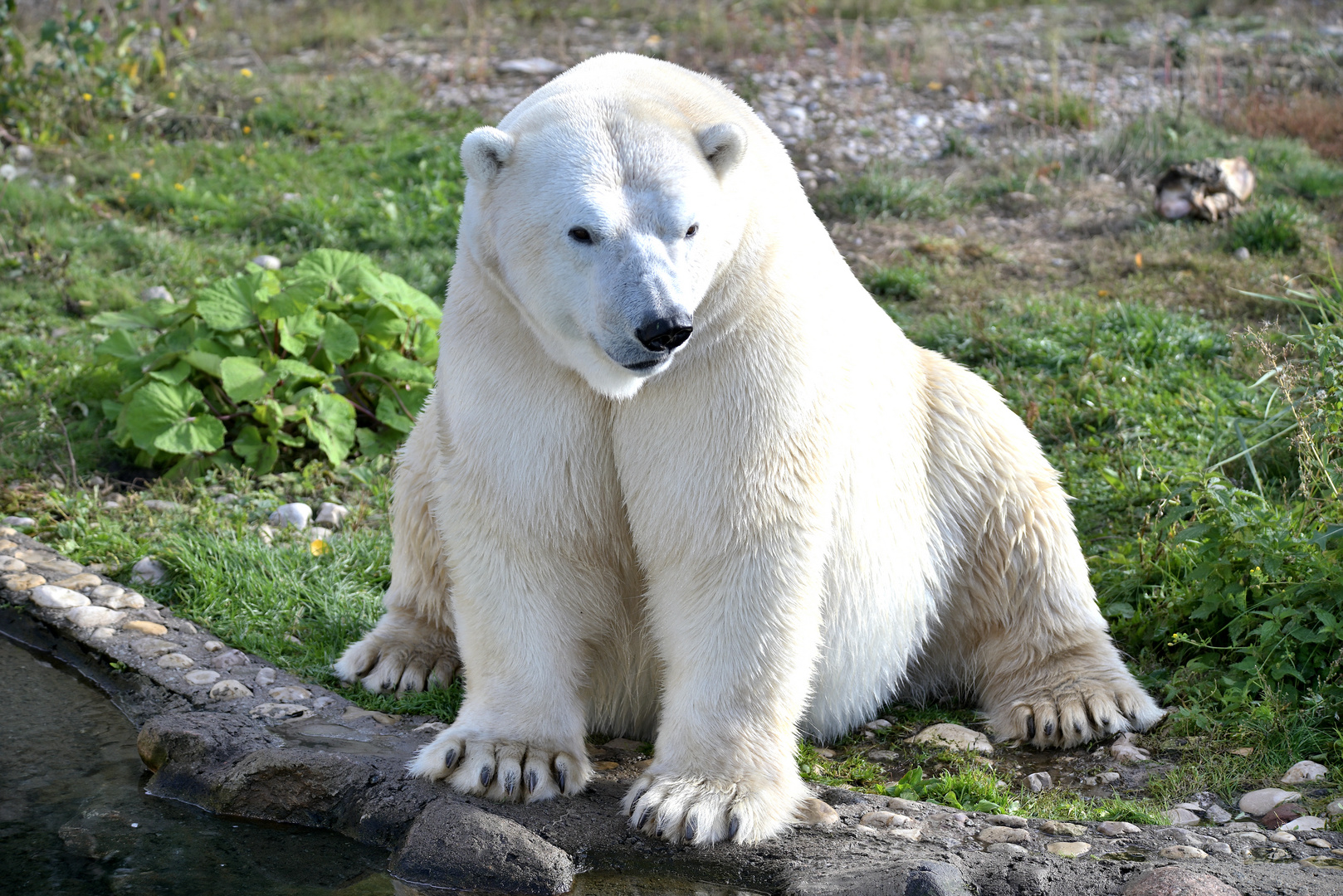 Polar Bear