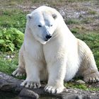 Polar Bear