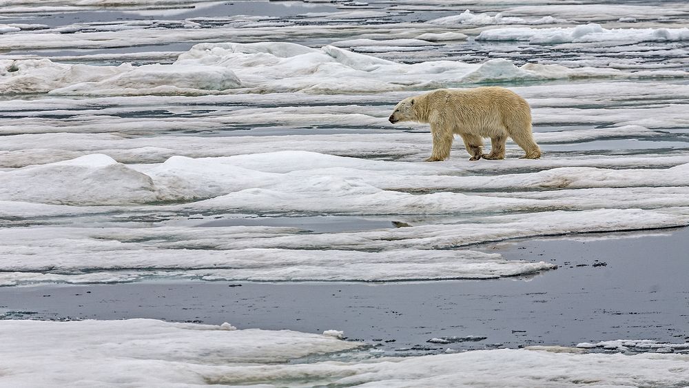 POLAR-BEAR