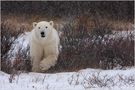 Jury-Voting fotocommunity Award in der Kategorie - Natur