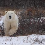 Polar bear