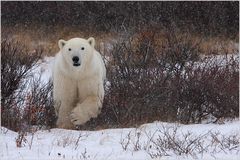 Polar bear