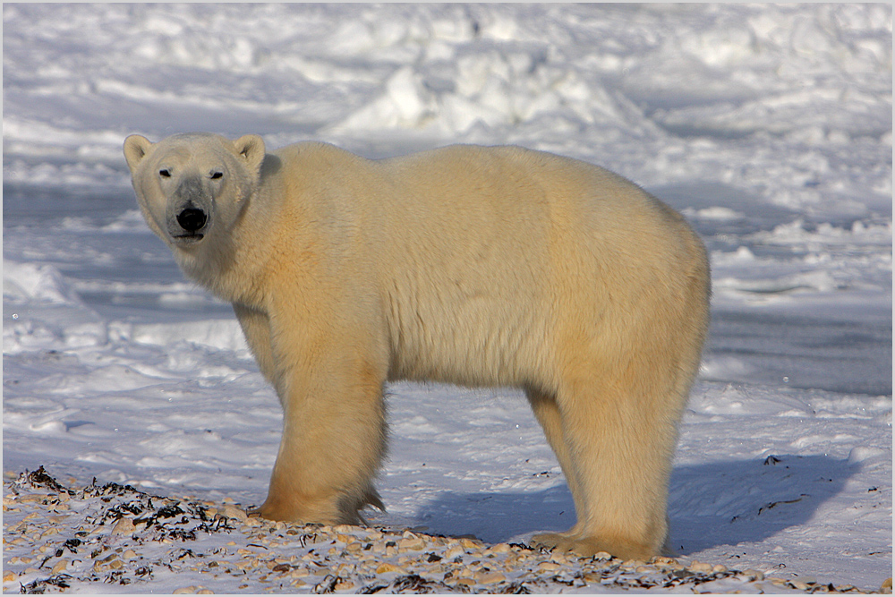 Polar Bear