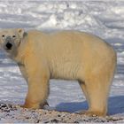 Polar Bear