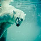 Polar bear II