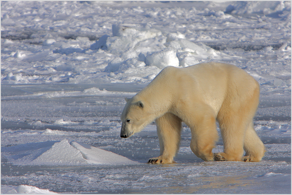 Polar Bear im Eis