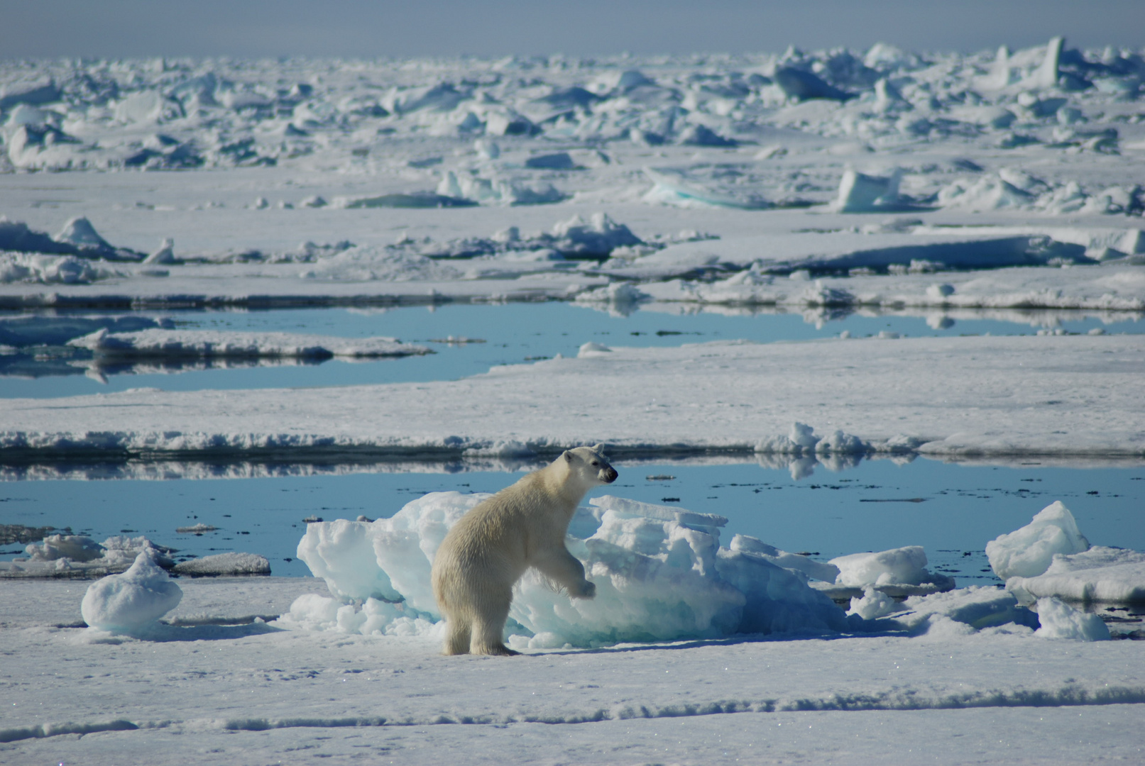 polar bear in packice