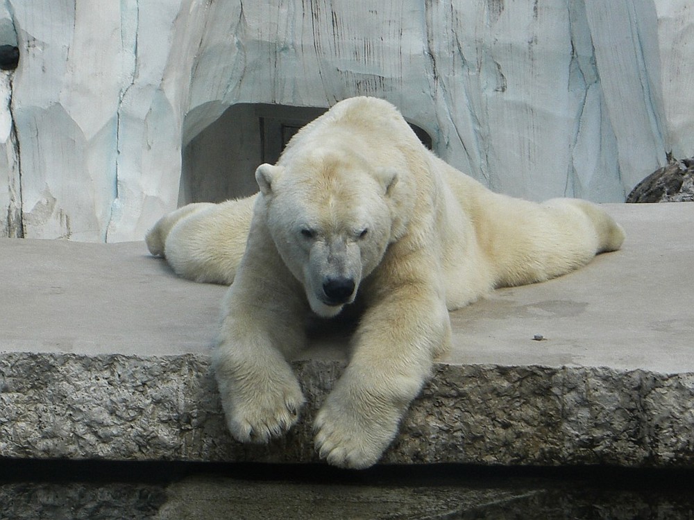 Polar Bear in Zoo Karlsruhe