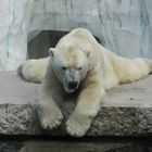 Polar Bear in Zoo Karlsruhe