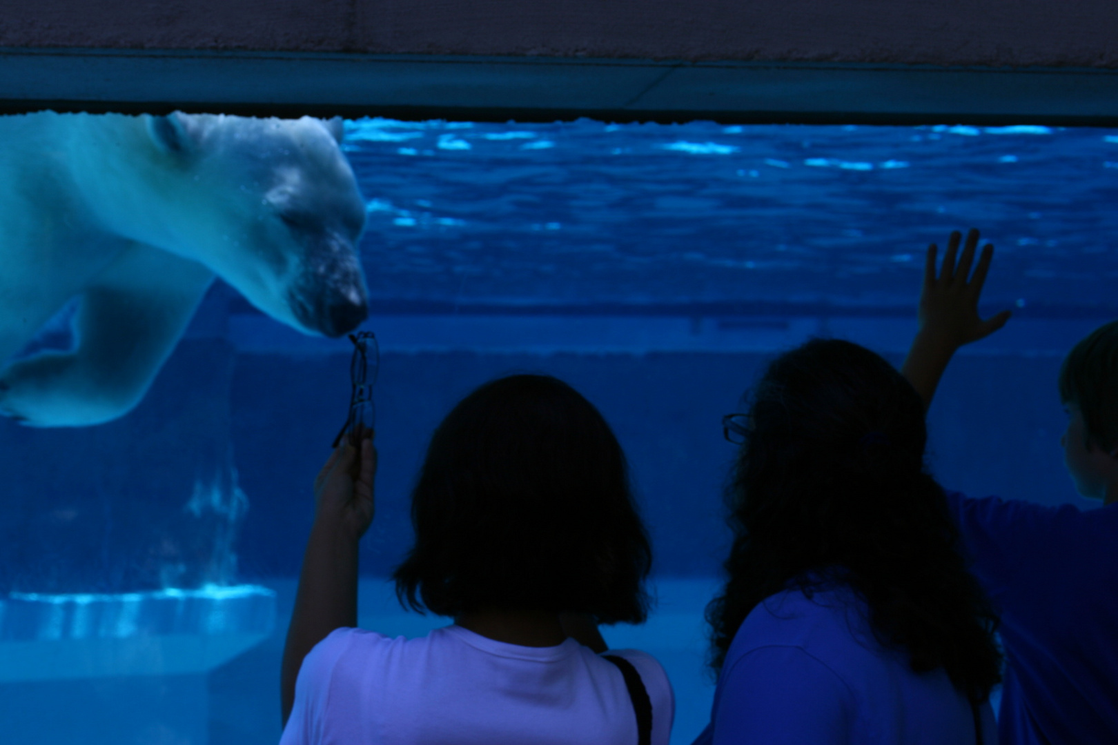 Polar Bear investigates the audience at the Lincoln Park Zoo, Chicago