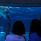 Polar Bear investigates the audience at the Lincoln Park Zoo, Chicago