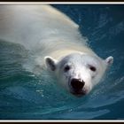 Polar Bear Lincoln Park Zoo, Chicago