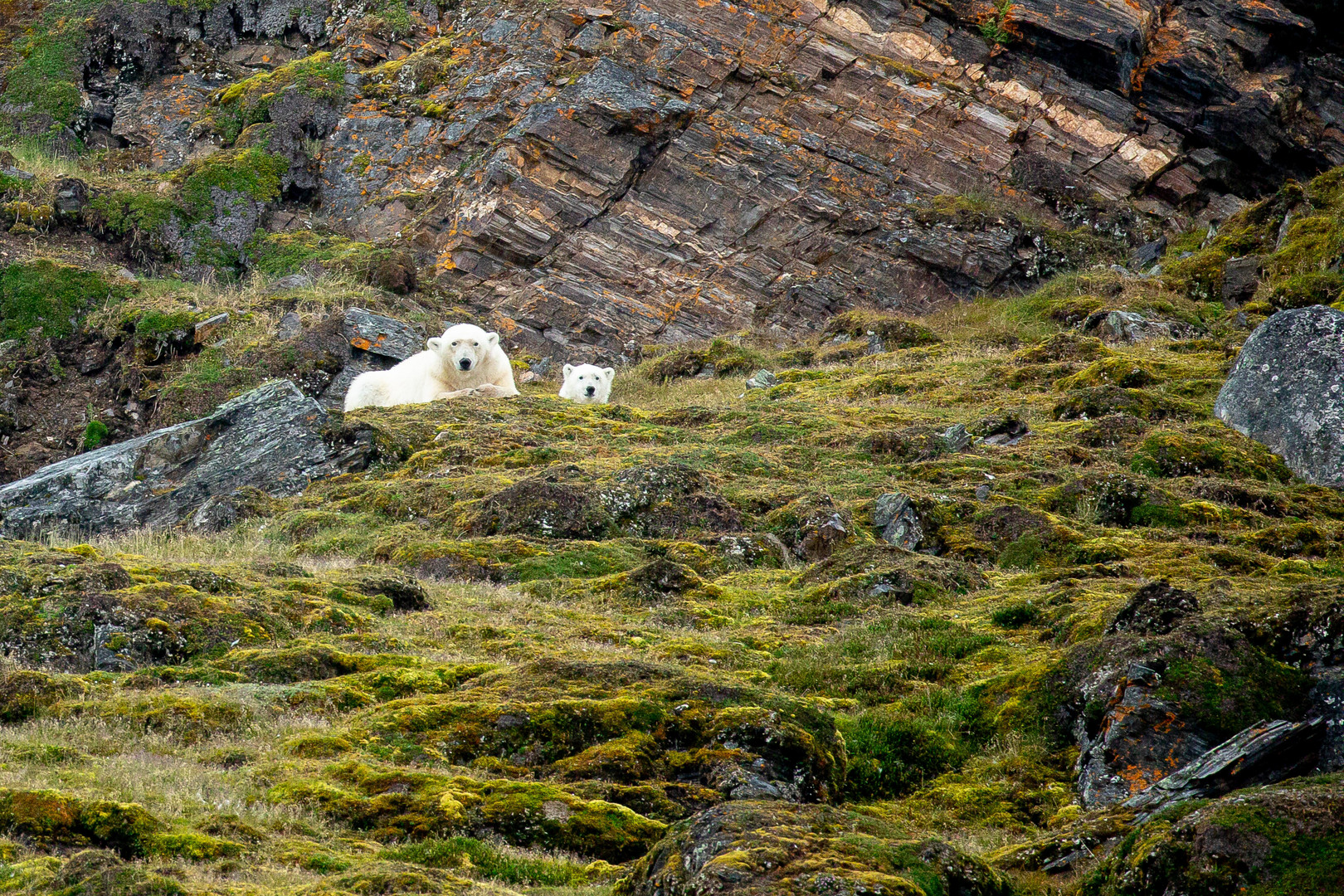 Polar bear mother and child