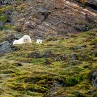 Polar bear mother and child