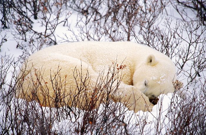 Polar Bear / Sleeping