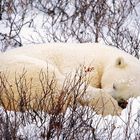 Polar Bear / Sleeping