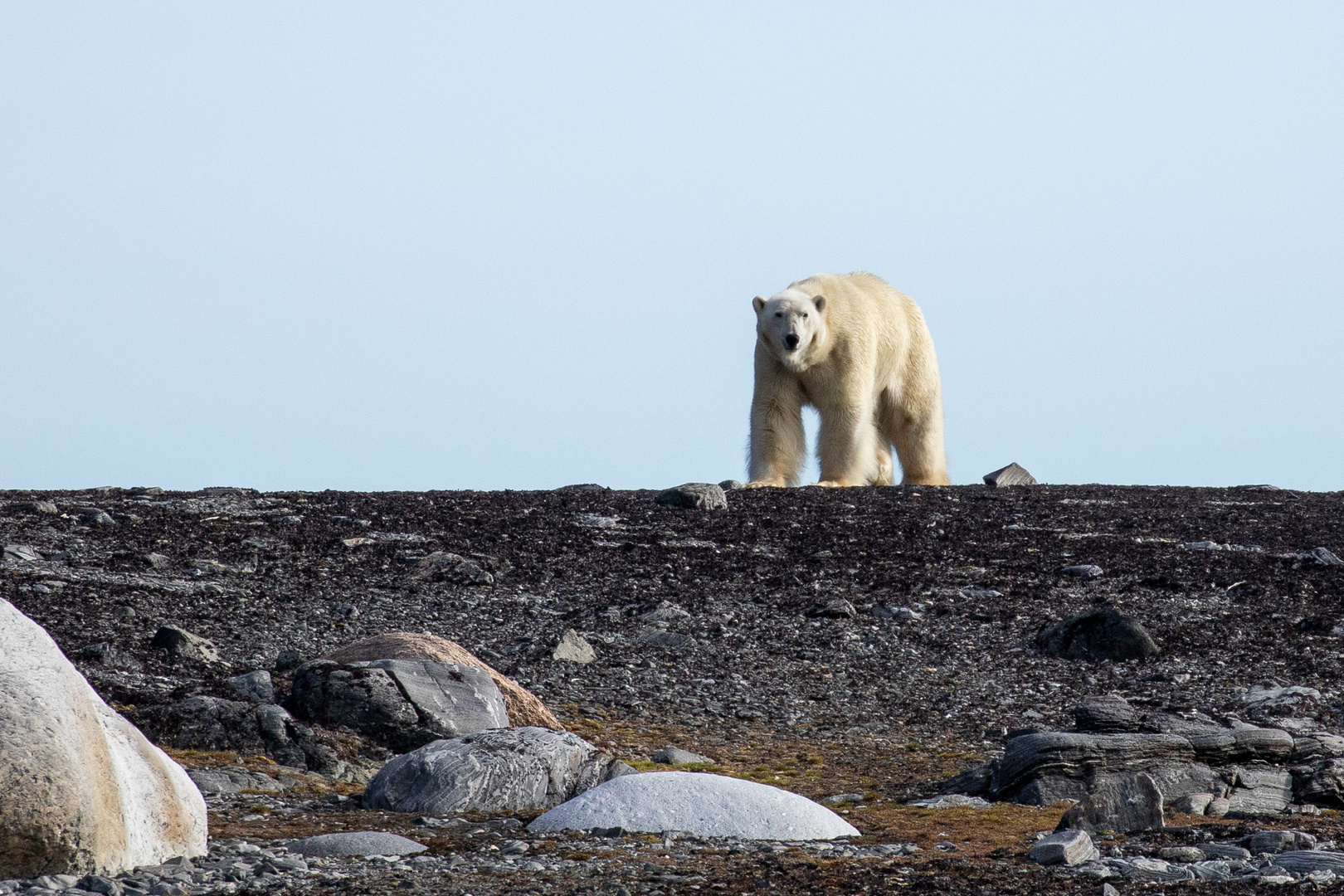 Polar bear, Svalbard