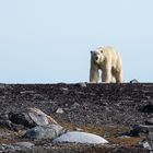 Polar bear, Svalbard