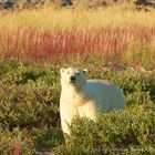 Polar Bear walking through Fire Weed