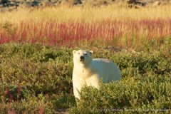 Polar Bear walking through Fire Weed