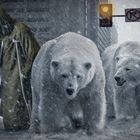 Polar bears lost in the city