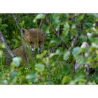 ... polar fox cub ...