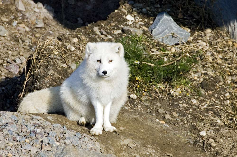 POLAR-PLÜSCH