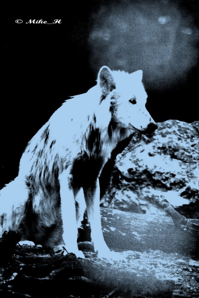 Polar Wolf 1