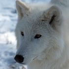Polar Wolf 2