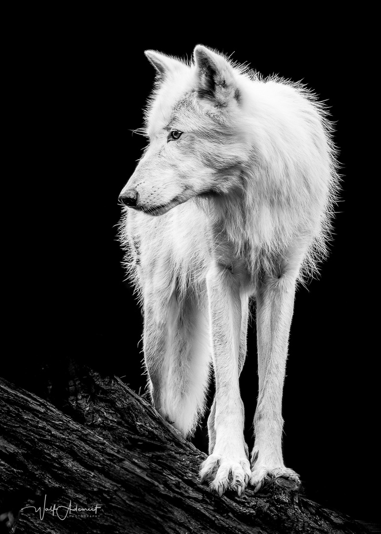 polar wolf