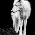 polar wolf