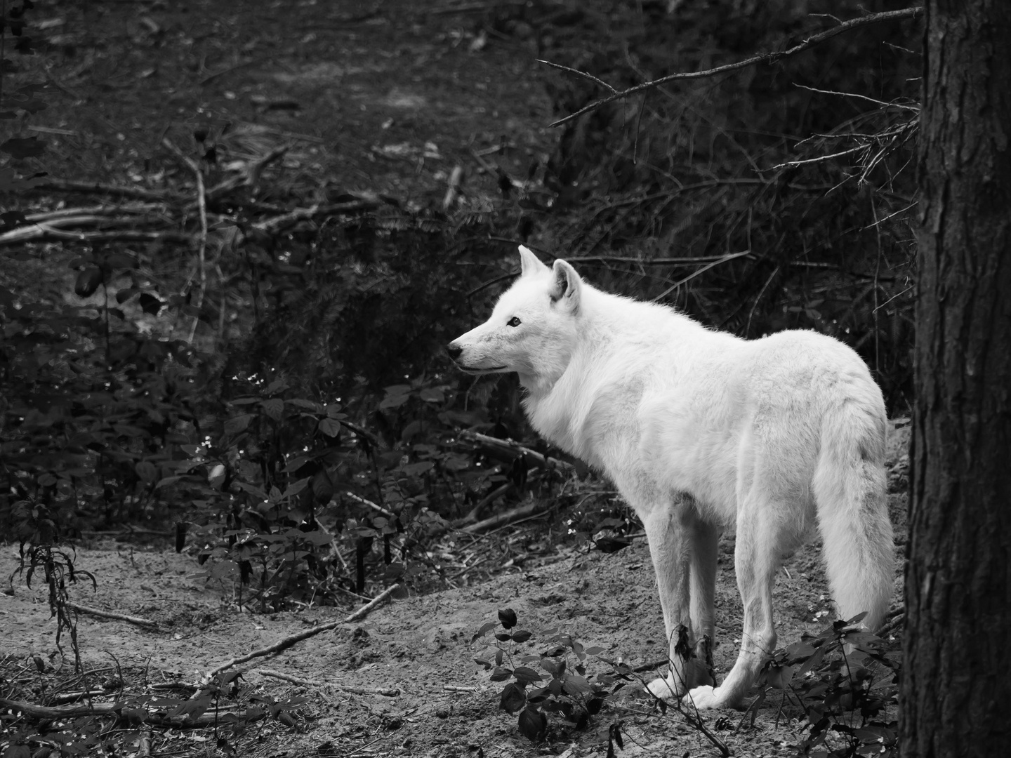 Polar Wolf auch Weißer Wolf.