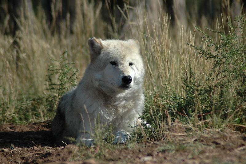 Polar Wolf