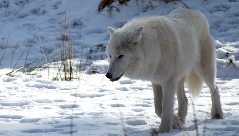 Polar Wolf: