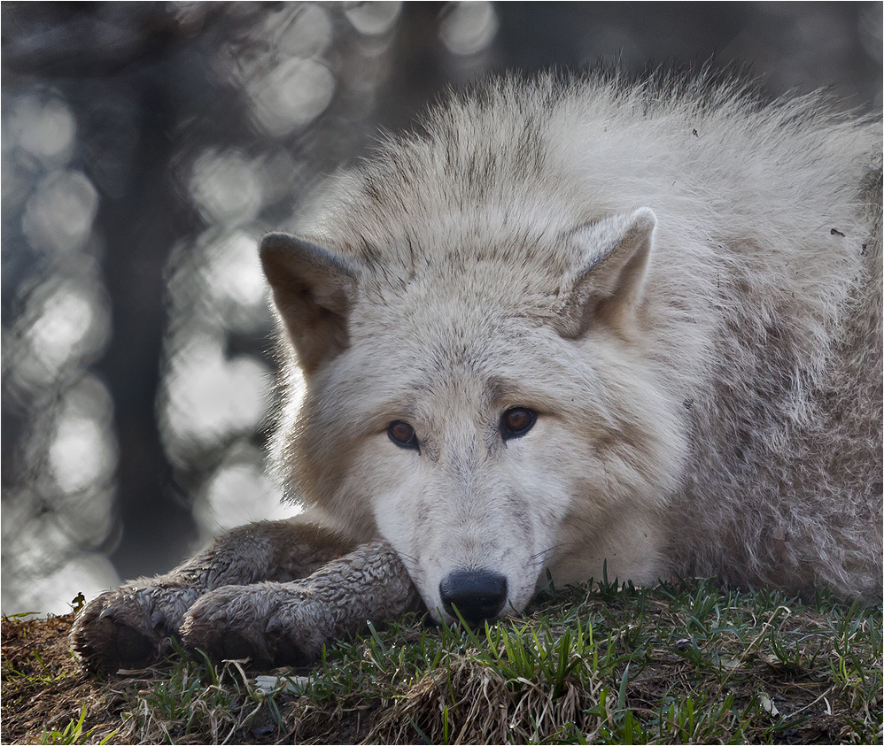 POLAR-Wolf-LICHT (2)