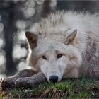 POLAR-Wolf-LICHT (2)