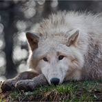 POLAR-Wolf-LICHT (2)