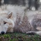 POLAR-Wolf-LICHT (3)