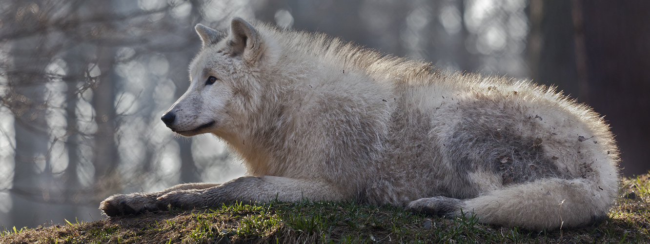 POLAR-Wolf-LICHT