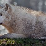 POLAR-Wolf-LICHT