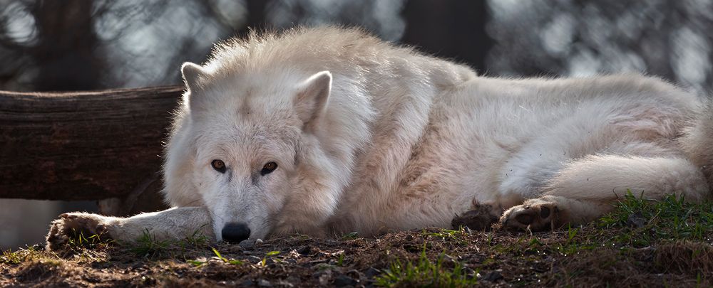 POLAR-Wolf-LICHT (4)