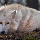 POLAR-Wolf-LICHT (4)