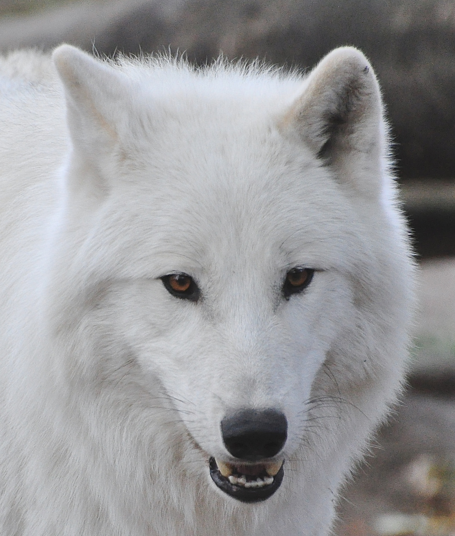 Polar Wolf Portrait