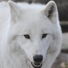 Polar Wolf Portrait